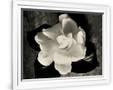 Gramercy White