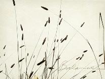 Grass Balance-Amy Melious-Art Print