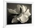 Gramercy White