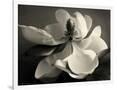 Gramercy White