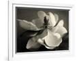 Gramercy White