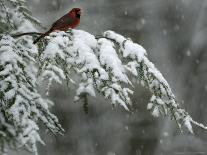 A Male Northern Cardinal Sits on a Pine Branch in Bainbridge Township, Ohio, January 24, 2007-Amy Sancetta-Photographic Print