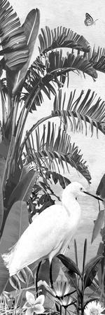 Jungle Noir - Egret