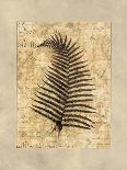 Fern I-Amy Weaver-Art Print