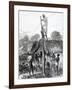 An 1874 Newpaper Engraving of the Ashanti War Showing Military Personnel Erecting a Telegraph Wire-null-Framed Giclee Print