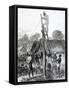 An 1874 Newpaper Engraving of the Ashanti War Showing Military Personnel Erecting a Telegraph Wire-null-Framed Stretched Canvas