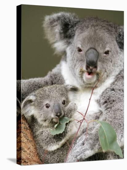 An 8-Month-Old Koala Joey-null-Stretched Canvas