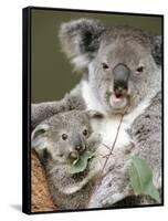 An 8-Month-Old Koala Joey-null-Framed Stretched Canvas