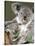 An 8-Month-Old Koala Joey-null-Stretched Canvas