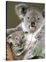 An 8-Month-Old Koala Joey-null-Stretched Canvas