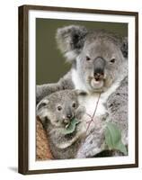 An 8-Month-Old Koala Joey-null-Framed Premium Photographic Print