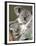 An 8-Month-Old Koala Joey-null-Framed Premium Photographic Print