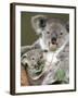 An 8-Month-Old Koala Joey-null-Framed Premium Photographic Print