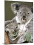 An 8-Month-Old Koala Joey-null-Mounted Premium Photographic Print