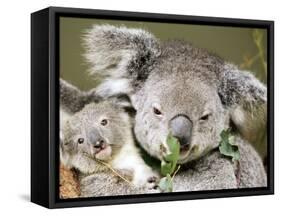 An 8-Month-Old Koala Joey-null-Framed Stretched Canvas