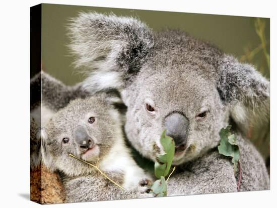 An 8-Month-Old Koala Joey-null-Stretched Canvas