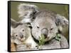 An 8-Month-Old Koala Joey-null-Framed Stretched Canvas