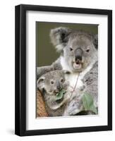 An 8-Month-Old Koala Joey-null-Framed Premium Photographic Print