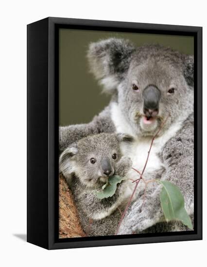 An 8-Month-Old Koala Joey-null-Framed Stretched Canvas