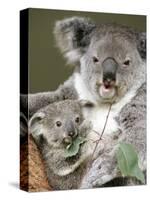 An 8-Month-Old Koala Joey-null-Stretched Canvas