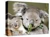 An 8-Month-Old Koala Joey-null-Stretched Canvas