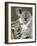 An 8-Month-Old Koala Joey-null-Framed Photographic Print