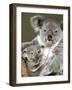 An 8-Month-Old Koala Joey-null-Framed Photographic Print