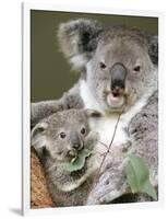 An 8-Month-Old Koala Joey-null-Framed Photographic Print