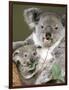 An 8-Month-Old Koala Joey-null-Framed Photographic Print