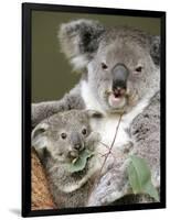 An 8-Month-Old Koala Joey-null-Framed Photographic Print