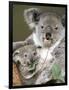 An 8-Month-Old Koala Joey-null-Framed Photographic Print