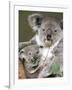 An 8-Month-Old Koala Joey-null-Framed Photographic Print