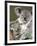 An 8-Month-Old Koala Joey-null-Framed Photographic Print