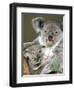 An 8-Month-Old Koala Joey-null-Framed Photographic Print