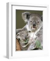 An 8-Month-Old Koala Joey-null-Framed Photographic Print