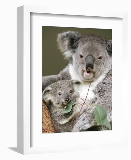 An 8-Month-Old Koala Joey-null-Framed Photographic Print