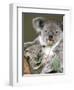 An 8-Month-Old Koala Joey-null-Framed Photographic Print