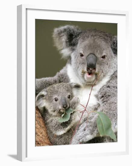 An 8-Month-Old Koala Joey-null-Framed Photographic Print