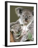 An 8-Month-Old Koala Joey-null-Framed Photographic Print