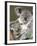 An 8-Month-Old Koala Joey-null-Framed Photographic Print