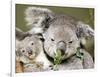 An 8-Month-Old Koala Joey-null-Framed Photographic Print