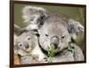 An 8-Month-Old Koala Joey-null-Framed Photographic Print