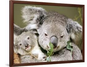 An 8-Month-Old Koala Joey-null-Framed Photographic Print