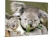 An 8-Month-Old Koala Joey-null-Mounted Photographic Print