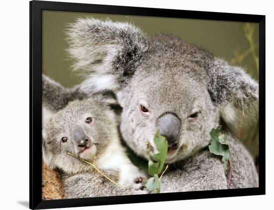 An 8-Month-Old Koala Joey-null-Framed Photographic Print