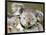 An 8-Month-Old Koala Joey-null-Framed Photographic Print