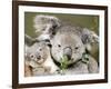An 8-Month-Old Koala Joey-null-Framed Photographic Print