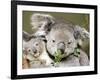 An 8-Month-Old Koala Joey-null-Framed Photographic Print