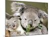 An 8-Month-Old Koala Joey-null-Mounted Photographic Print