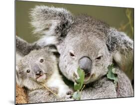 An 8-Month-Old Koala Joey-null-Mounted Photographic Print